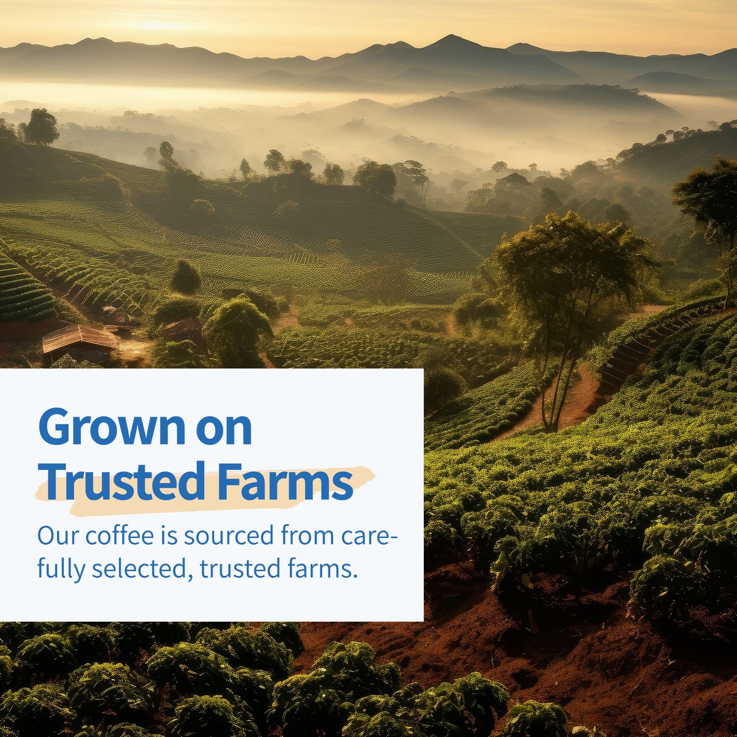 Bali Blue Moon Medium to Dark Roast Ground Coffee 12 oz