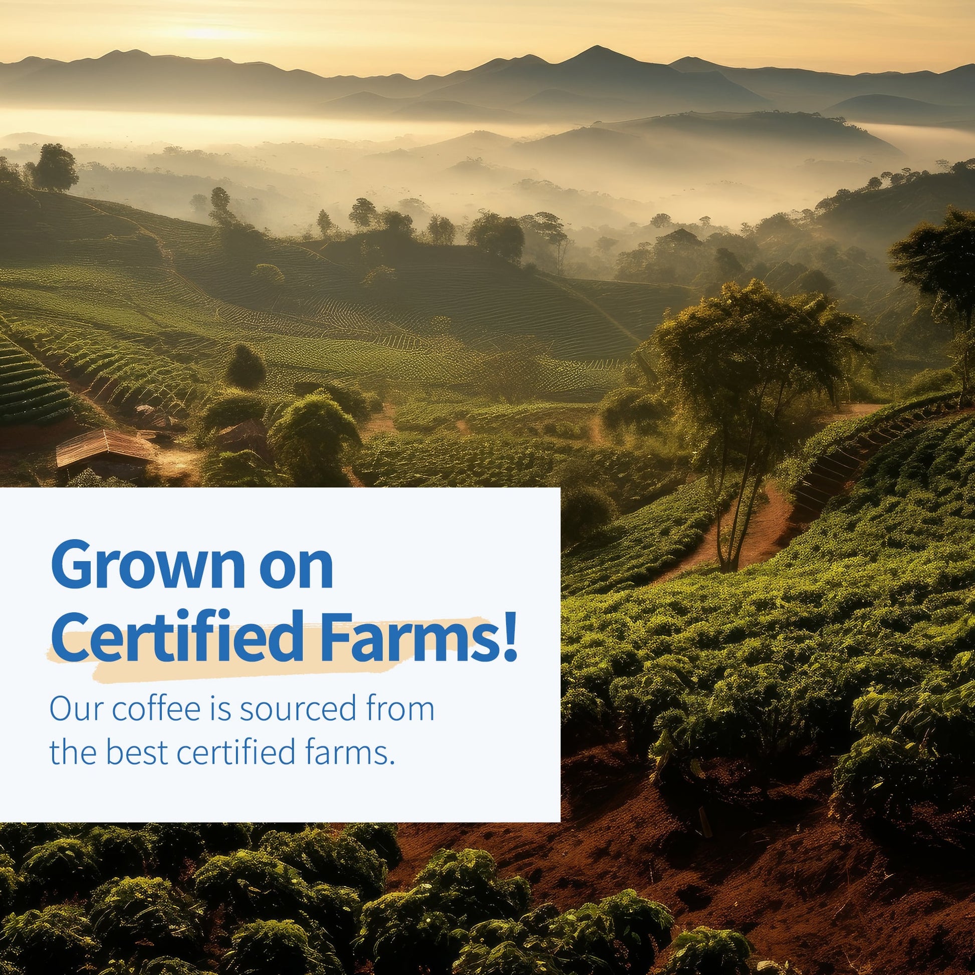 Bali Blue Moon Medium to Dark Roast Whole Bean Coffee 12oz